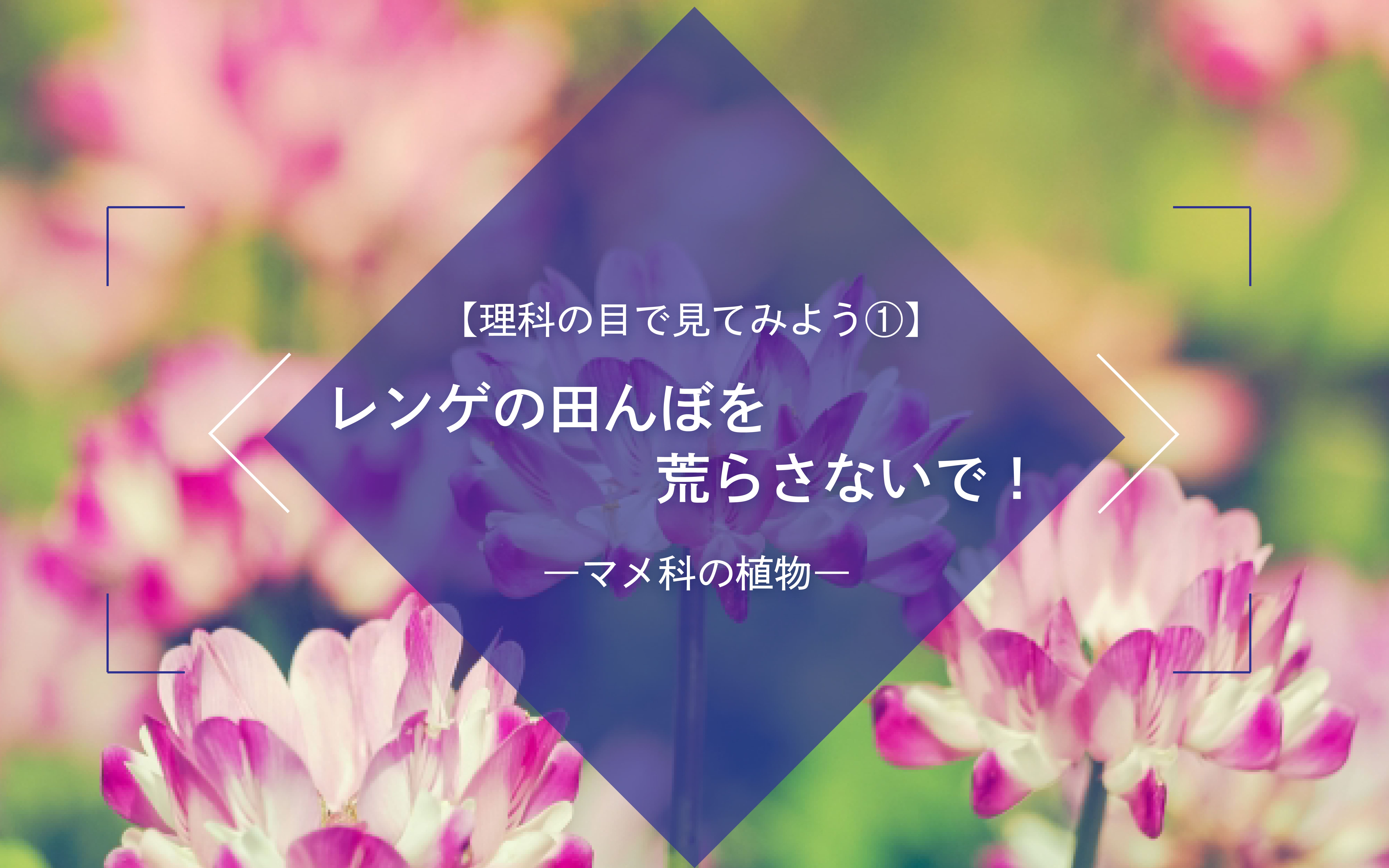 理科の目で見てみよう①　レンゲの田んぼを荒らさないで！